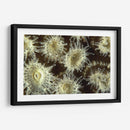 Flor De La Ducha - Central Raja Ampat, Indonesia - Beverly Factor | Cuadro decorativo de Canvas Lab