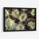 Flor De La Ducha - Central Raja Ampat, Indonesia - Beverly Factor | Cuadro decorativo de Canvas Lab