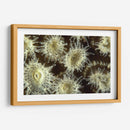 Flor De La Ducha - Central Raja Ampat, Indonesia - Beverly Factor | Cuadro decorativo de Canvas Lab
