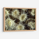 Flor De La Ducha - Central Raja Ampat, Indonesia - Beverly Factor | Cuadro decorativo de Canvas Lab