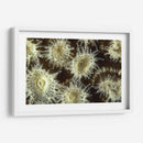 Flor De La Ducha - Central Raja Ampat, Indonesia - Beverly Factor | Cuadro decorativo de Canvas Lab
