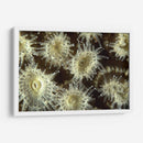 Flor De La Ducha - Central Raja Ampat, Indonesia - Beverly Factor | Cuadro decorativo de Canvas Lab