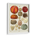 Estrellas De Mar Y Erizos De Mar B - Fab Funky | Cuadro decorativo de Canvas Lab