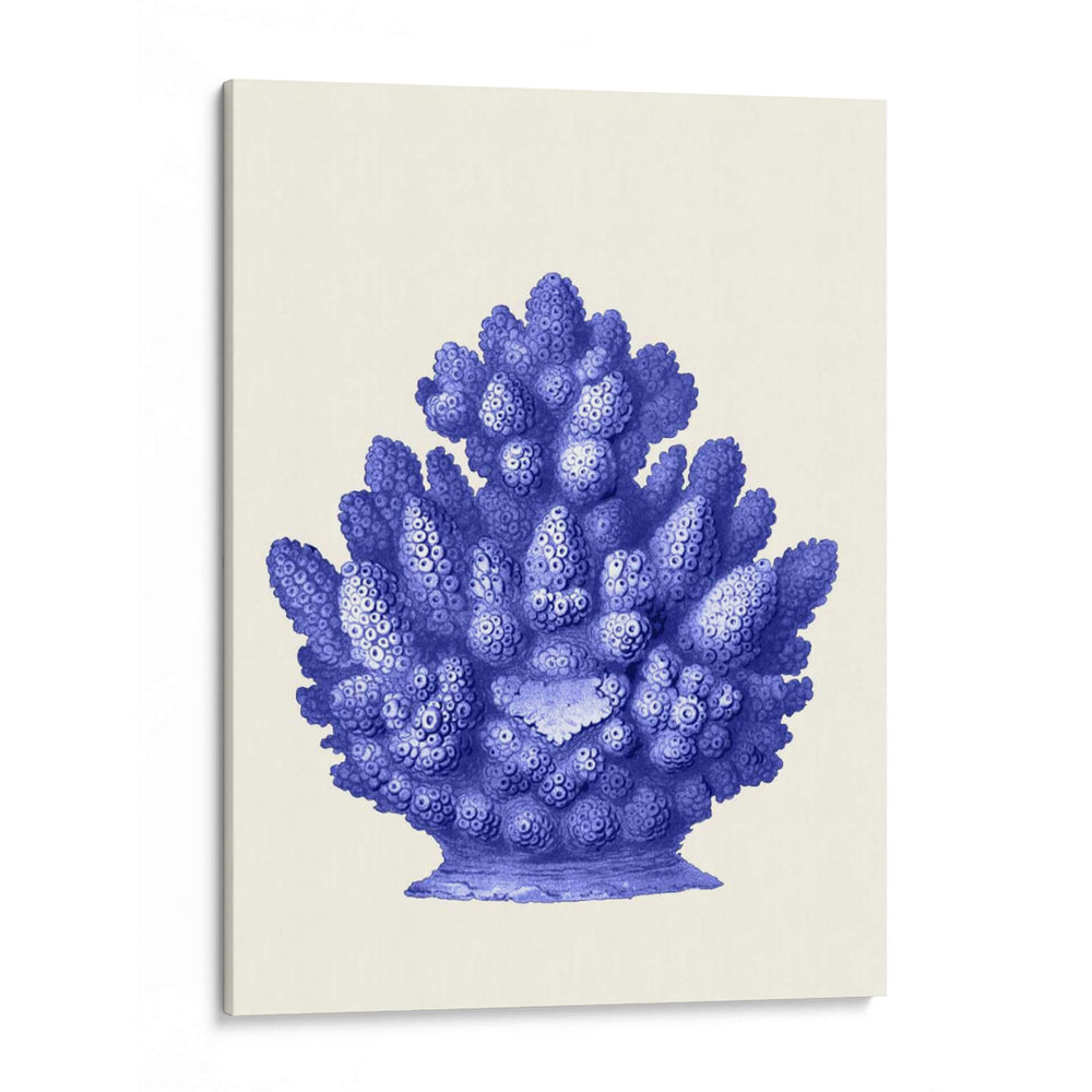 Haeckel Hexacoralla Coral Azul - Fab Funky | Cuadro decorativo de Canvas Lab