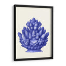 Haeckel Hexacoralla Coral Azul - Fab Funky | Cuadro decorativo de Canvas Lab