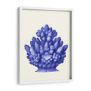 Haeckel Hexacoralla Coral Azul - Fab Funky | Cuadro decorativo de Canvas Lab