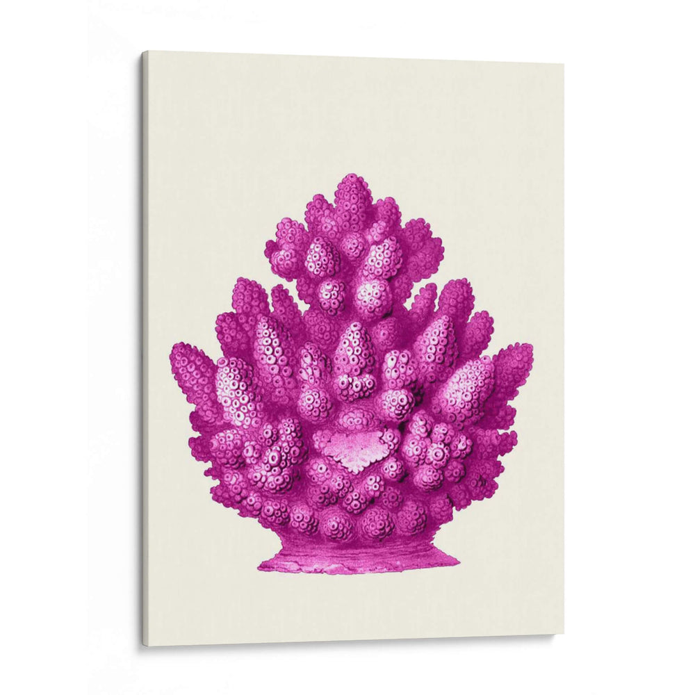 Haeckel Hexacoralla Coral Rosa - Fab Funky | Cuadro decorativo de Canvas Lab