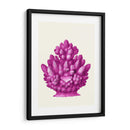 Haeckel Hexacoralla Coral Rosa - Fab Funky | Cuadro decorativo de Canvas Lab