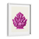 Haeckel Hexacoralla Coral Rosa - Fab Funky | Cuadro decorativo de Canvas Lab