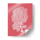 Corales Blancos En Coral C - Fab Funky | Cuadro decorativo de Canvas Lab