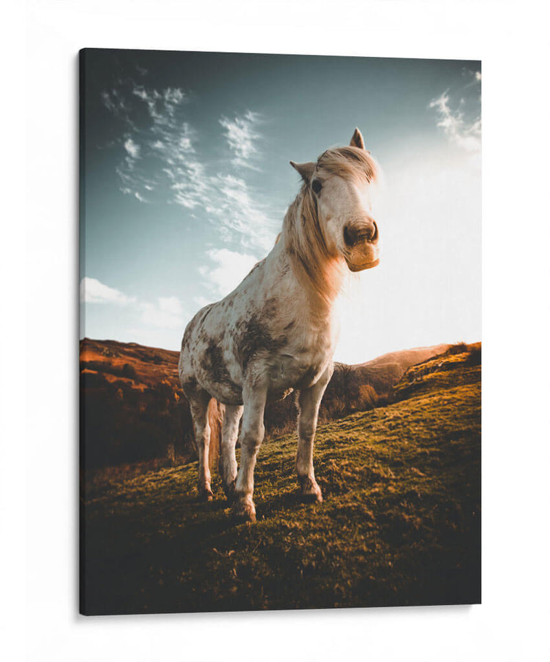 Caballo en la montaña | Cuadro decorativo de Canvas Lab