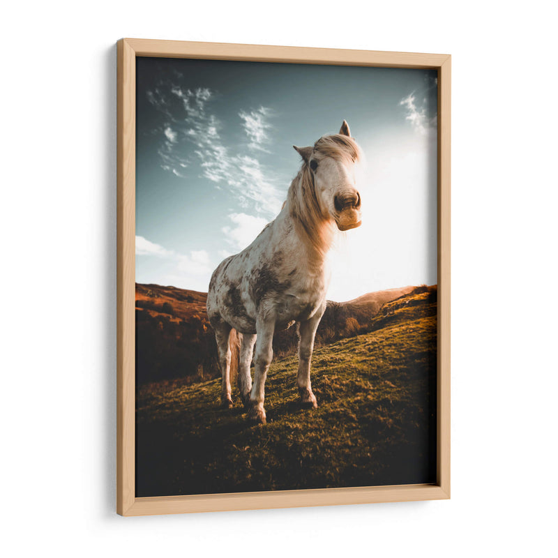 Caballo en la montaña | Cuadro decorativo de Canvas Lab