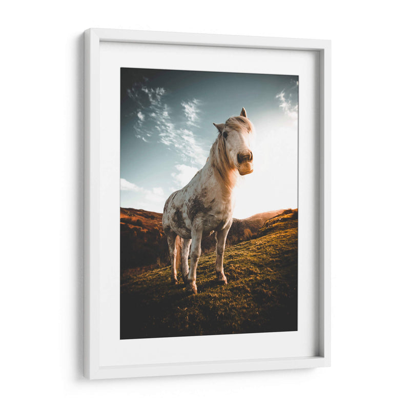 Caballo en la montaña | Cuadro decorativo de Canvas Lab