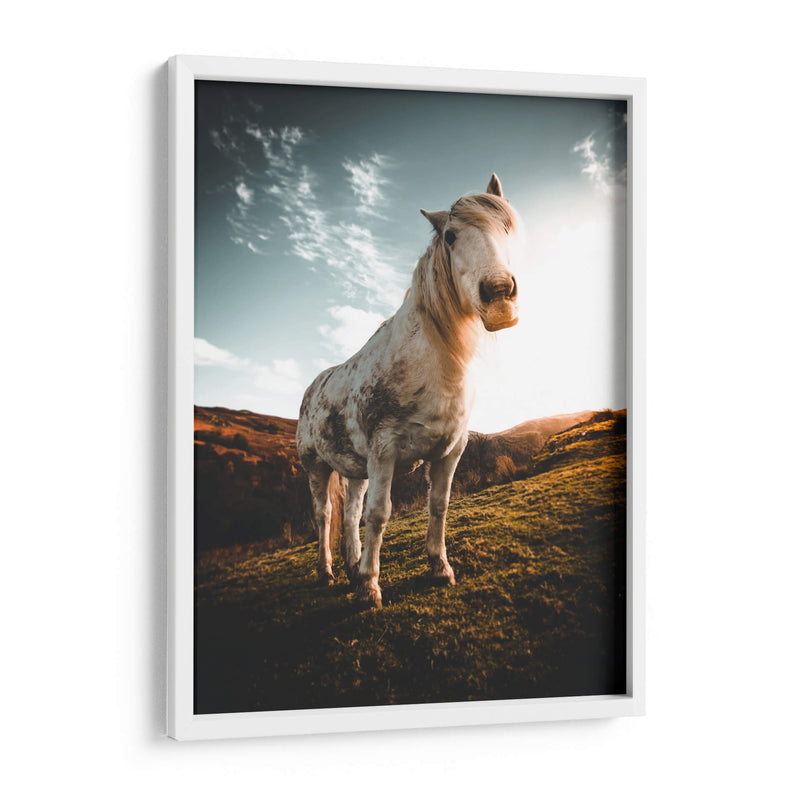Caballo en la montaña | Cuadro decorativo de Canvas Lab