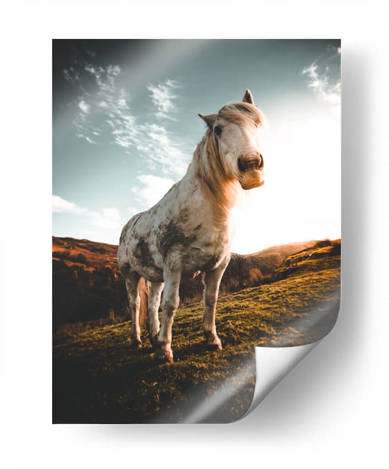 Caballo en la montaña | Cuadro decorativo de Canvas Lab