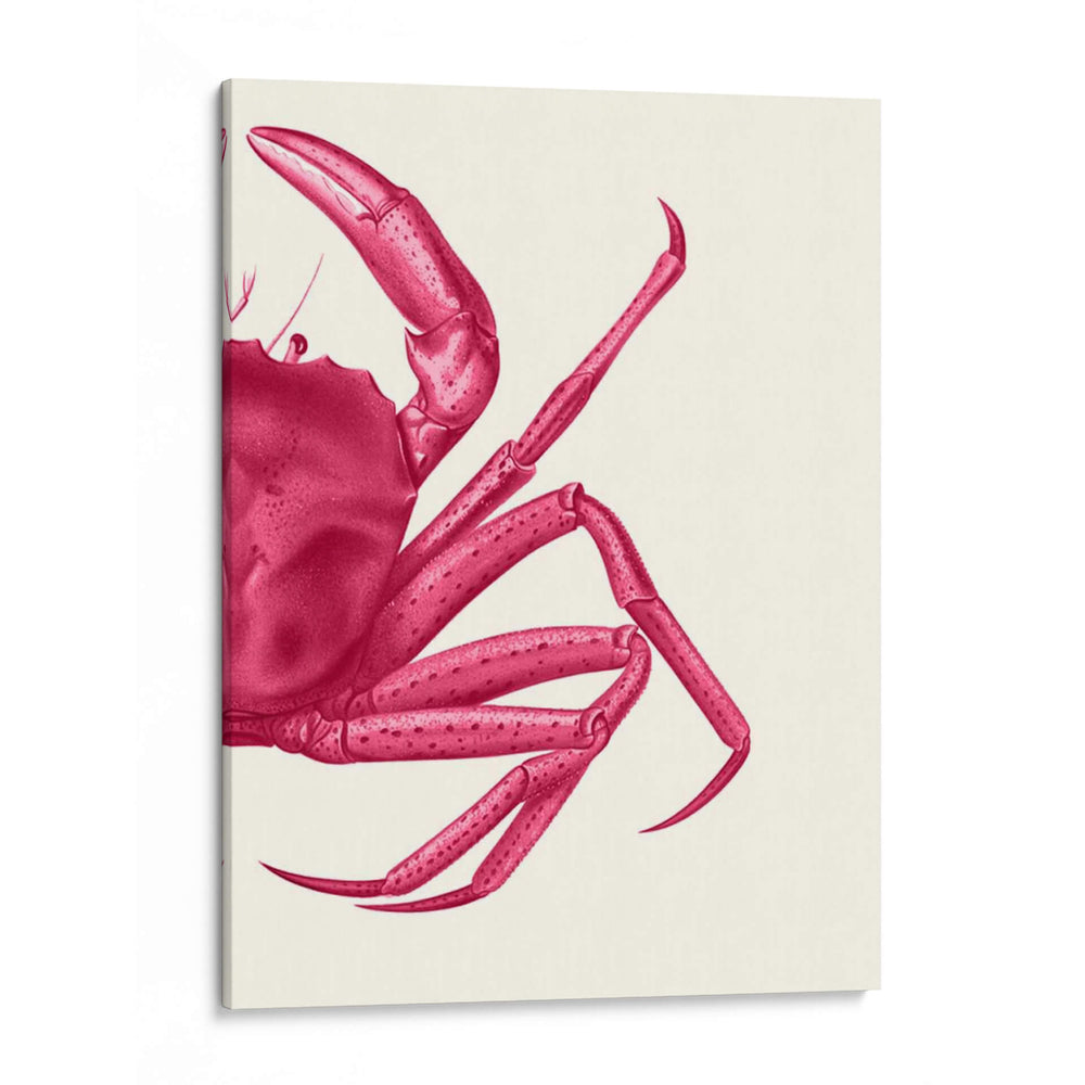 Cangrejo Contrastante En Rosa B - Fab Funky | Cuadro decorativo de Canvas Lab