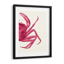 Cangrejo Contrastante En Rosa B - Fab Funky | Cuadro decorativo de Canvas Lab