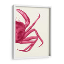 Cangrejo Contrastante En Rosa B - Fab Funky | Cuadro decorativo de Canvas Lab