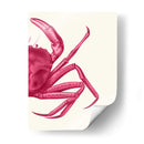 Cangrejo Contrastante En Rosa B - Fab Funky | Cuadro decorativo de Canvas Lab