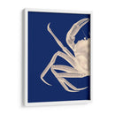 Cangrejo Contrastante En Azul Marino A - Fab Funky | Cuadro decorativo de Canvas Lab