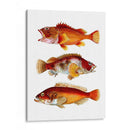 Trío De Peces Naranja - Fab Funky | Cuadro decorativo de Canvas Lab