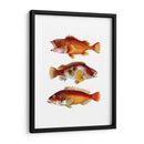 Trío De Peces Naranja - Fab Funky | Cuadro decorativo de Canvas Lab