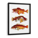 Trío De Peces Naranja - Fab Funky | Cuadro decorativo de Canvas Lab