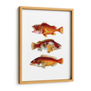 Trío De Peces Naranja - Fab Funky | Cuadro decorativo de Canvas Lab