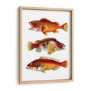 Trío De Peces Naranja - Fab Funky | Cuadro decorativo de Canvas Lab