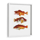 Trío De Peces Naranja - Fab Funky | Cuadro decorativo de Canvas Lab