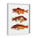 Trío De Peces Naranja - Fab Funky | Cuadro decorativo de Canvas Lab