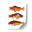 Trío De Peces Naranja - Fab Funky | Cuadro decorativo de Canvas Lab