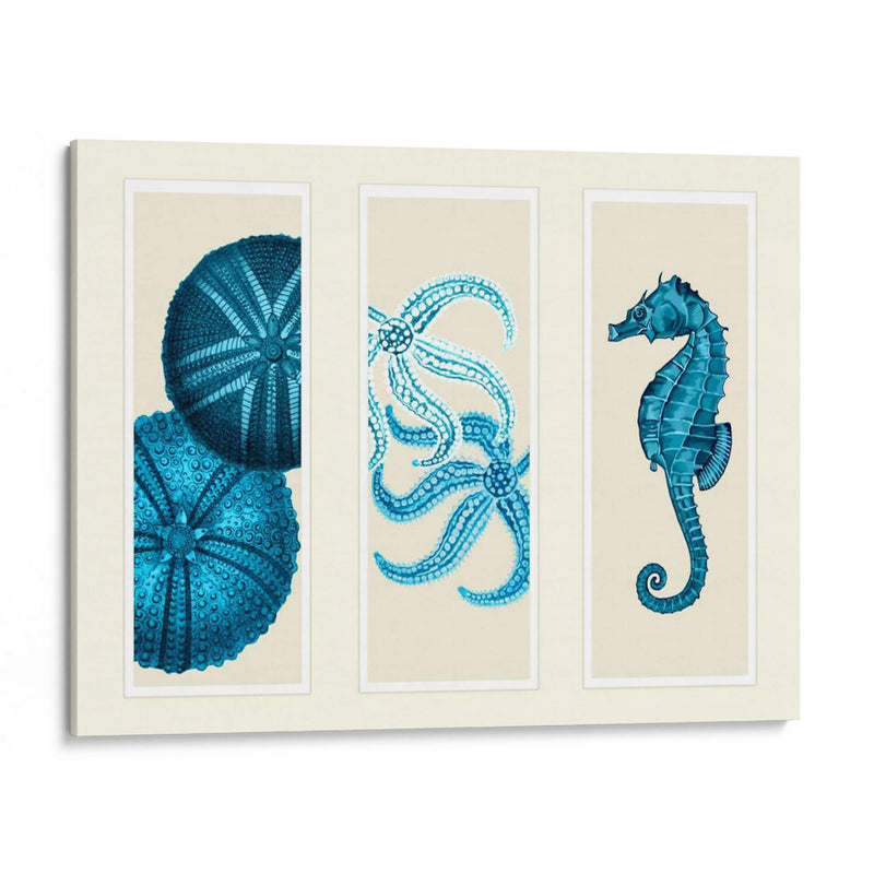 Tres Panel De Panel De Mar Eurchin De Mar Y Corte De Sea En Azul - Fab Funky | Cuadro decorativo de Canvas Lab