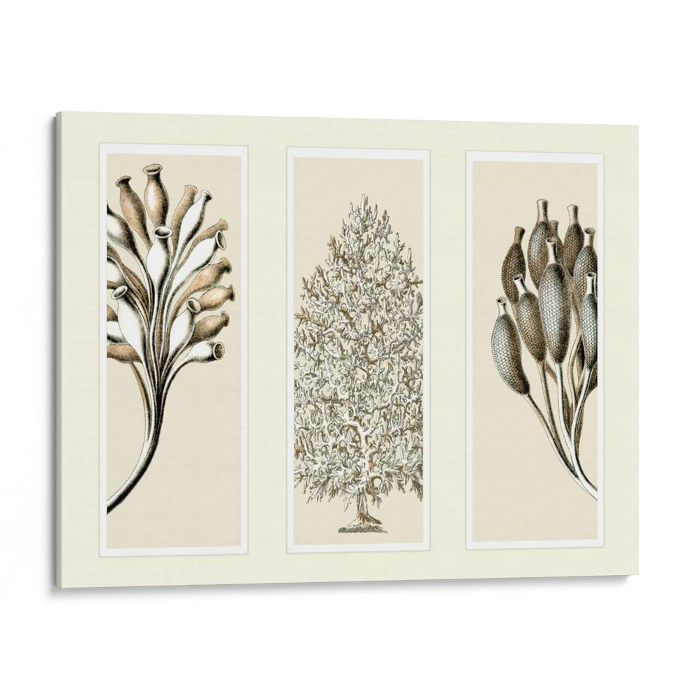 Esponjas De Mar Trío En 3 Paneles - Fab Funky | Cuadro decorativo de Canvas Lab