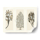Esponjas De Mar Trío En 3 Paneles - Fab Funky | Cuadro decorativo de Canvas Lab