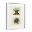 Anémona De Mar Verde En 2 Paneles - Fab Funky | Cuadro decorativo de Canvas Lab
