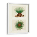 Anémona De Mar Verde En 2 Paneles - Fab Funky | Cuadro decorativo de Canvas Lab