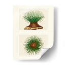 Anémona De Mar Verde En 2 Paneles - Fab Funky | Cuadro decorativo de Canvas Lab