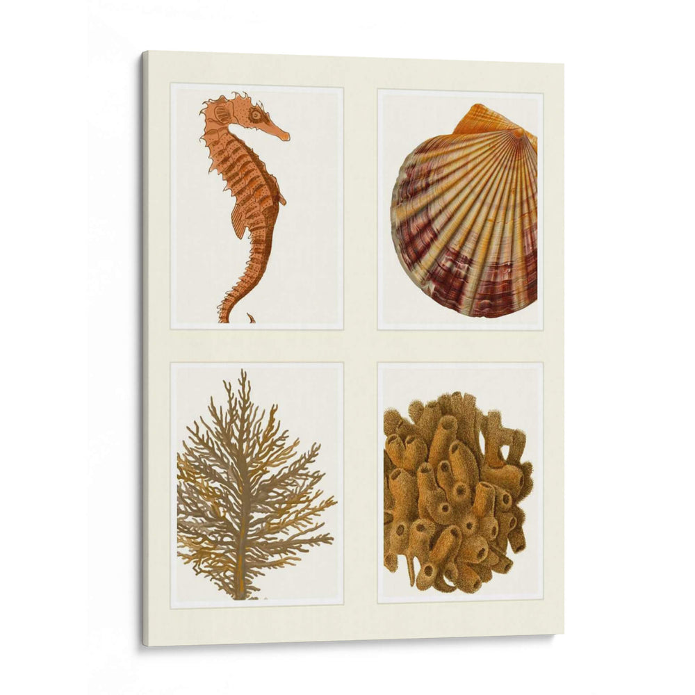 Seahorse Coral Y Shell En 4 Paneles - Fab Funky | Cuadro decorativo de Canvas Lab