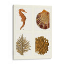 Seahorse Coral Y Shell En 4 Paneles - Fab Funky | Cuadro decorativo de Canvas Lab