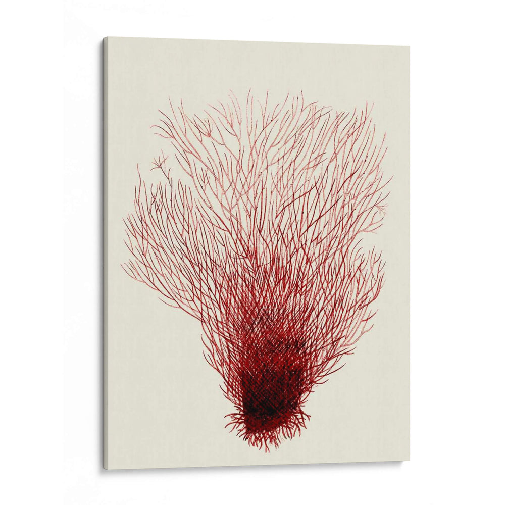 Corales Rojos 2 D - Fab Funky | Cuadro decorativo de Canvas Lab