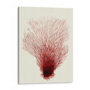 Corales Rojos 2 D - Fab Funky | Cuadro decorativo de Canvas Lab