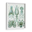 Pulpo Turquesa Y Calamar B - Fab Funky | Cuadro decorativo de Canvas Lab