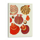 Conchas De Almejas Rojas Y Crema - Fab Funky | Cuadro decorativo de Canvas Lab