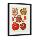 Conchas De Almejas Rojas Y Crema - Fab Funky | Cuadro decorativo de Canvas Lab