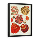 Conchas De Almejas Rojas Y Crema - Fab Funky | Cuadro decorativo de Canvas Lab