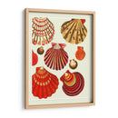 Conchas De Almejas Rojas Y Crema - Fab Funky | Cuadro decorativo de Canvas Lab