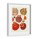 Conchas De Almejas Rojas Y Crema - Fab Funky | Cuadro decorativo de Canvas Lab