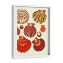Conchas De Almejas Rojas Y Crema - Fab Funky | Cuadro decorativo de Canvas Lab