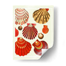 Conchas De Almejas Rojas Y Crema - Fab Funky | Cuadro decorativo de Canvas Lab